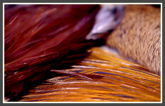 t.robin-peche-mouche28_27