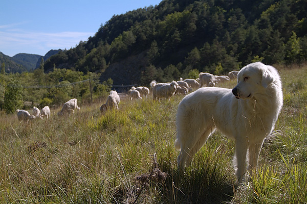 faune7