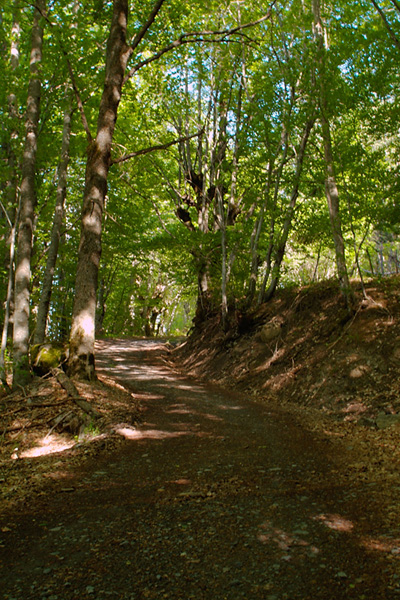 foret