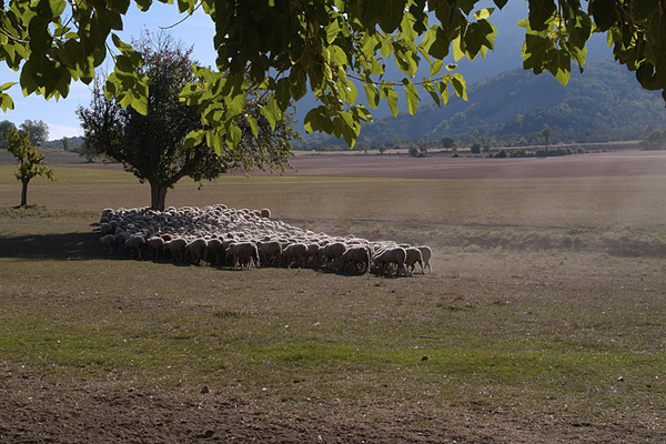 moutons